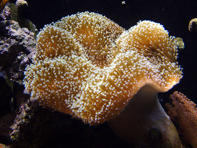 toadstool_0730.jpg