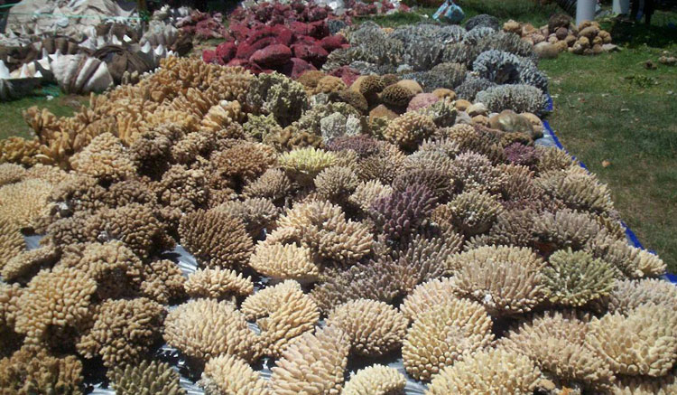 coral13.jpg
