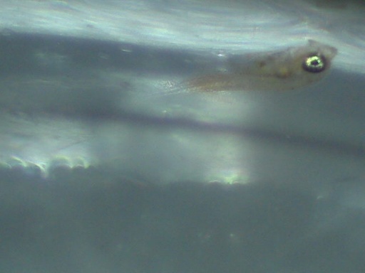 RSB_66_3.jpg