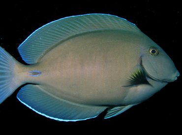doctorfish5.jpg