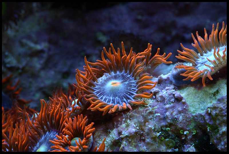 680_zoa_wierdness.jpg