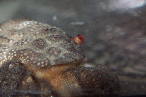crab2-vi.jpg
