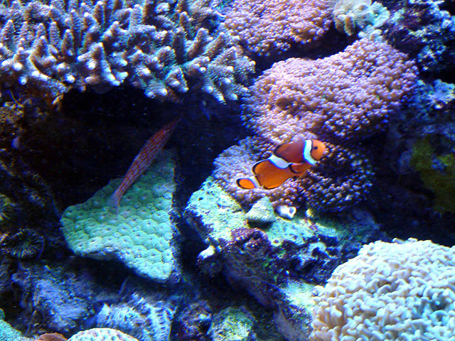 lnh_n_ocellaris_0409.jpg