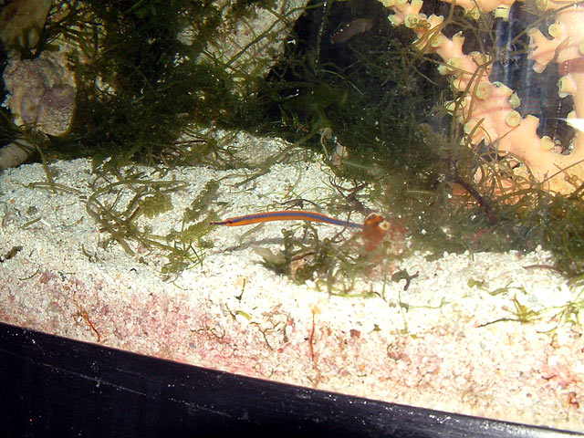 pipefish.jpg