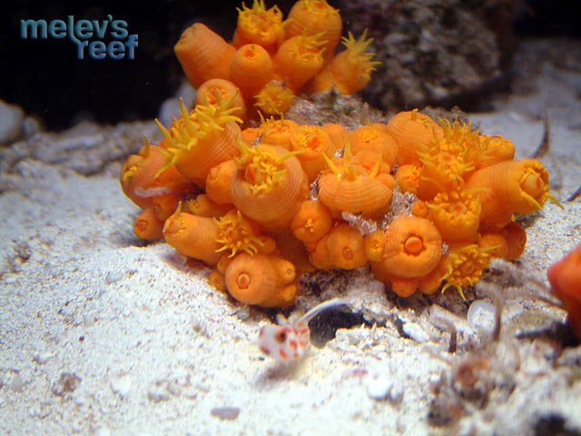 suncorals_closed.jpg