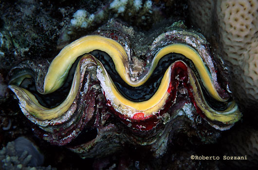 tridacna01.JPG