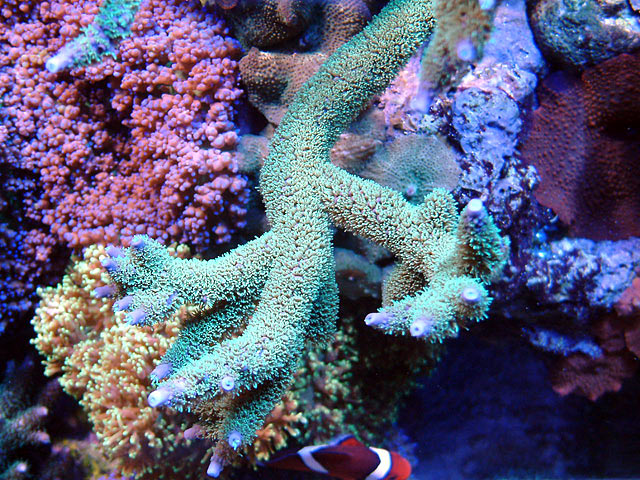 nobilis_0811.jpg