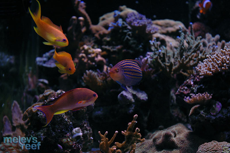 anthias_6line_d70.jpg