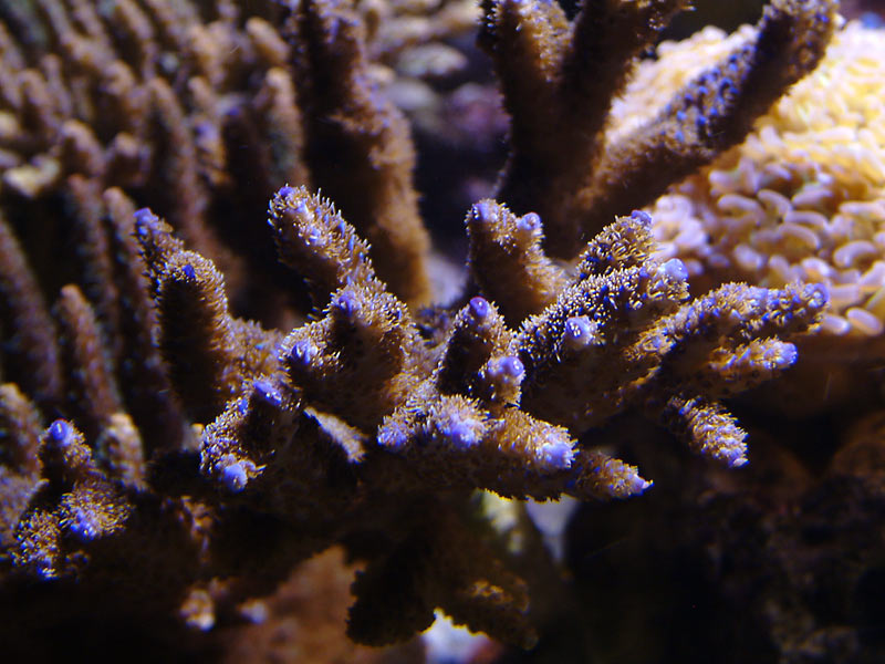 purplish_milli.jpg