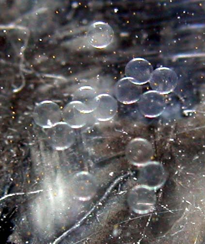 DSCN3013_eggs_29min.jpg