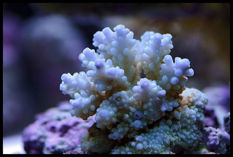 459_acro_2.jpg