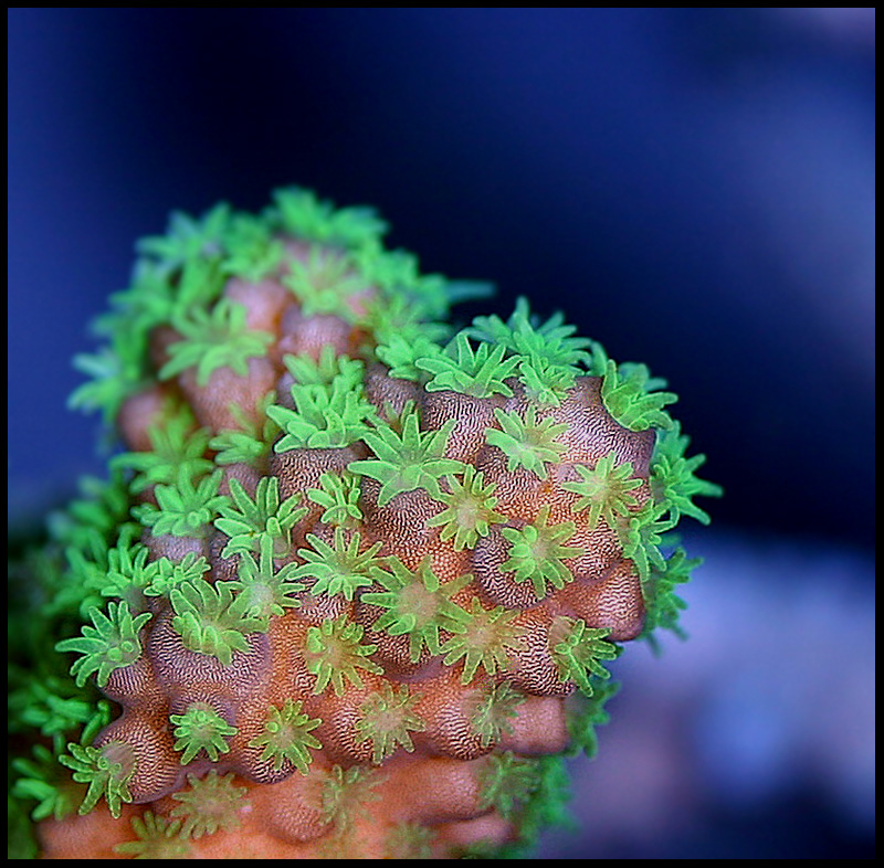 655_polyps2.jpg