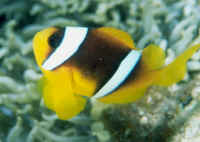 Amphiprion_bicinctus2.jpg