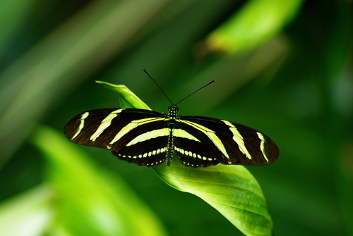 2785689888_a27f4c4d72.jpg