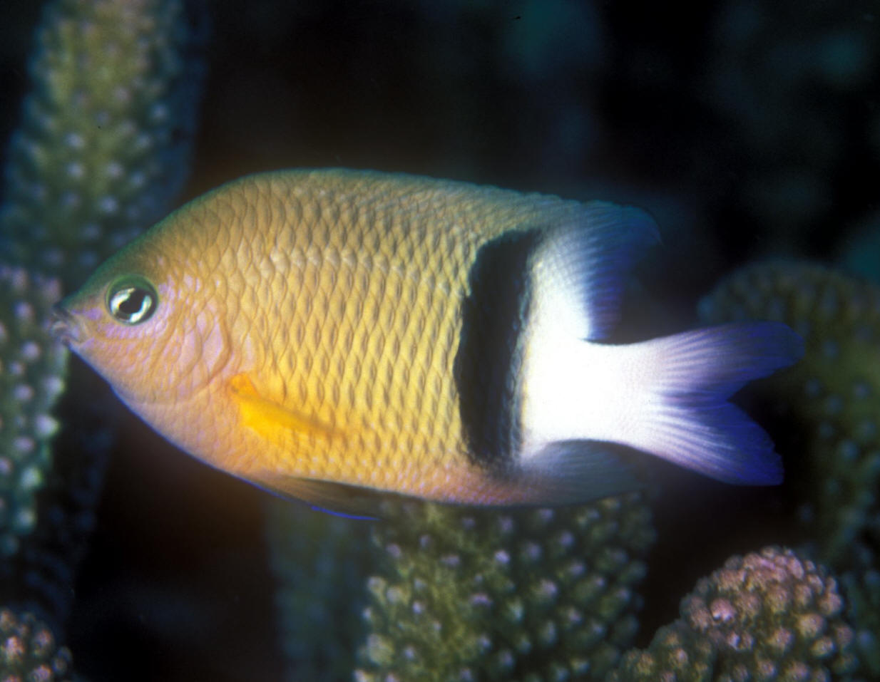 Chromis%20retrofasciata%20NSUL.jpg