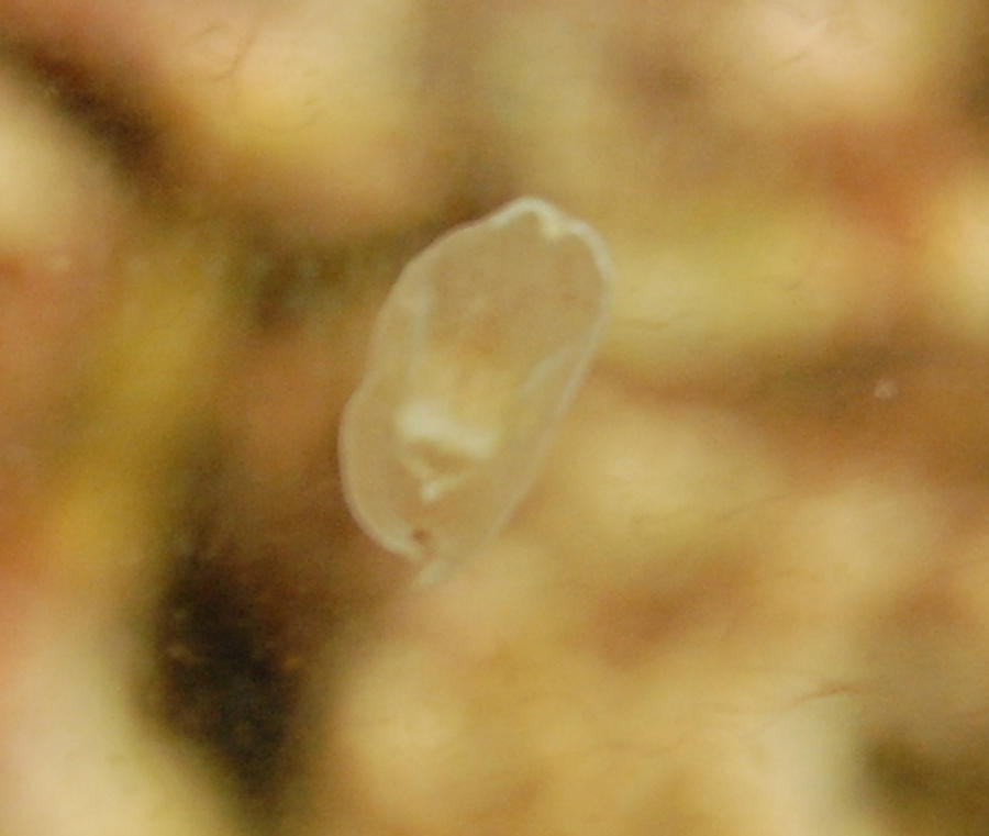 slug__by_Logzor.jpg