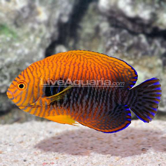 pottersangelfishkm.jpg