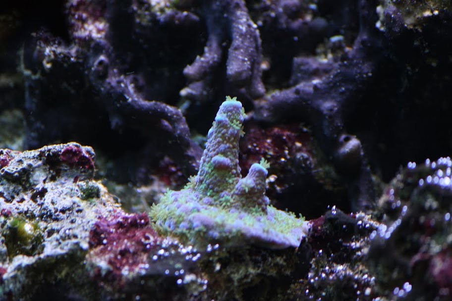 IMG_2625.JPG
