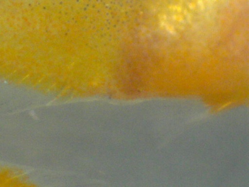 perc_360_7.jpg