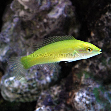 p-39346-green-wrasse.jpg