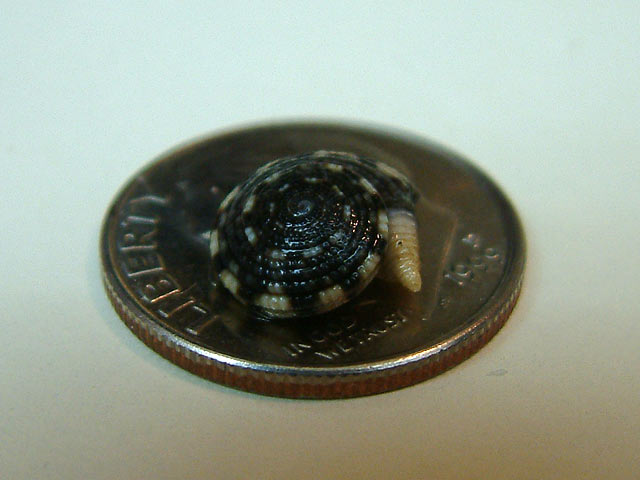 sundial_dime3.jpg