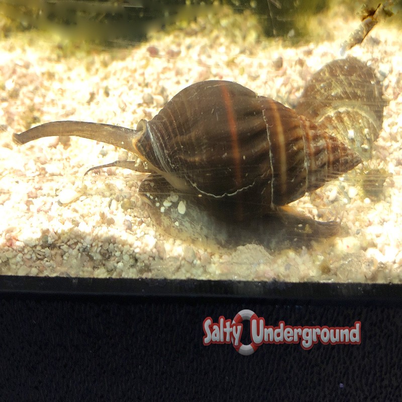 www.saltyunderground.com