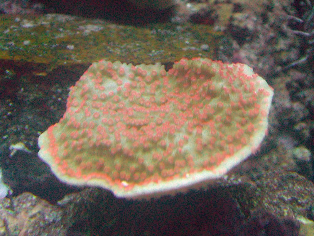 166153Monti_capricornis01.jpg