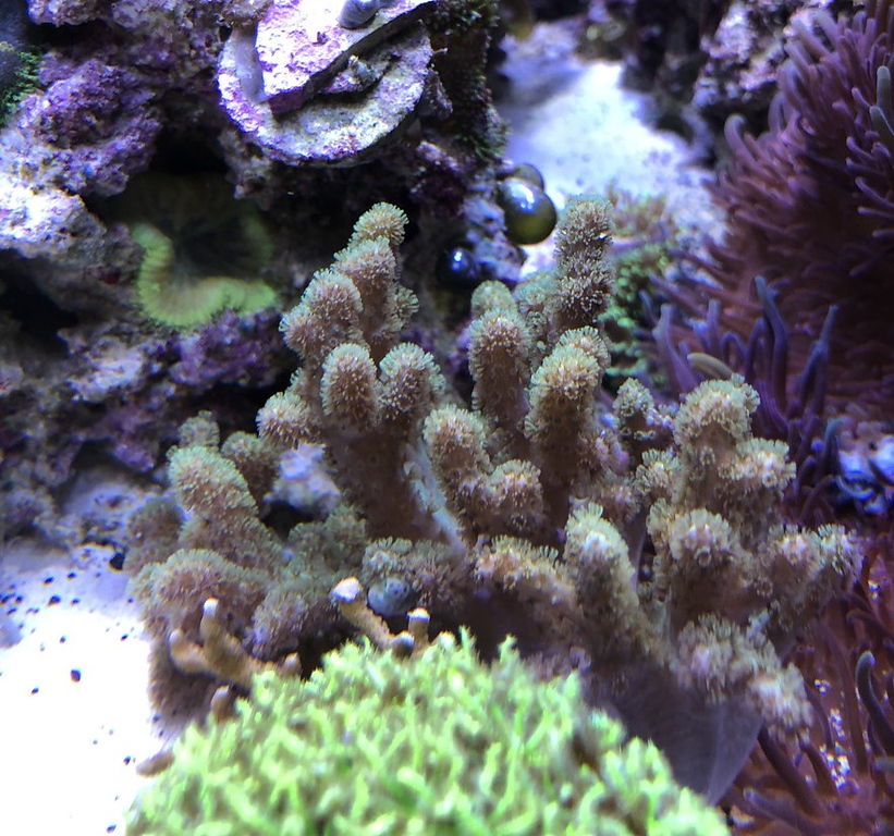 greenpolypfinger-XL.jpg