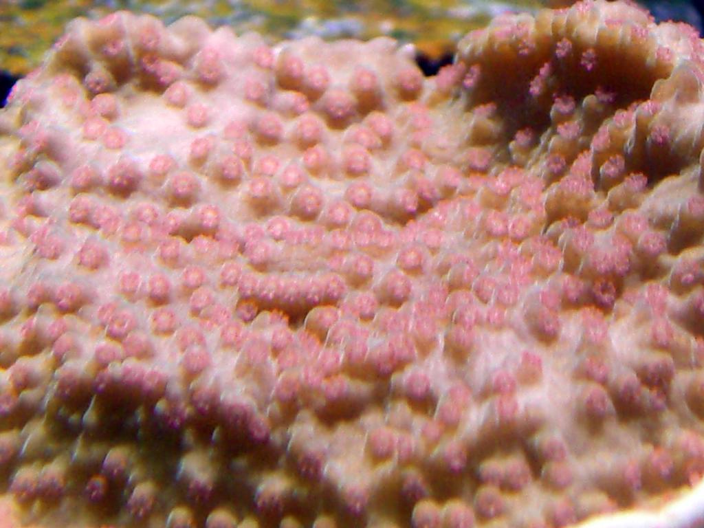 166153strawberry01.jpg