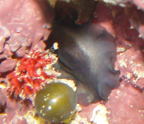 DSC04597_Limpet_shield-vi.jpg