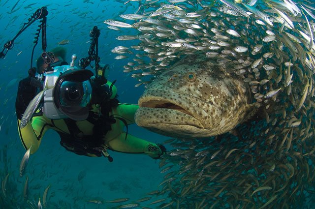 photographerandgoliathgrouper.jpg