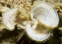 Padina_jamaicensisBAH.jpg