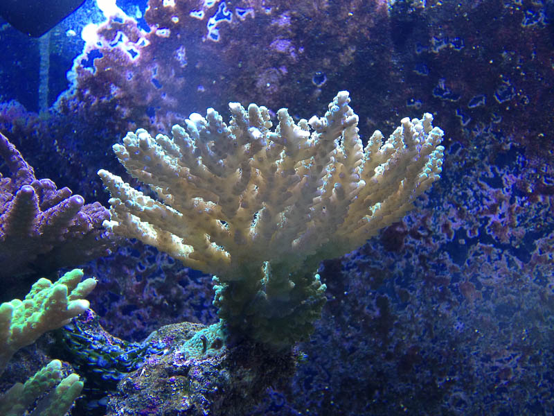 Reef_080713_013.jpg