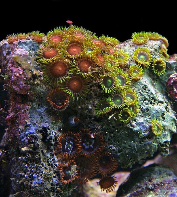 42-saved-zoas.jpg