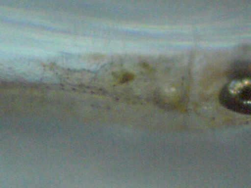 RSB_66_6.jpg