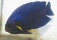 Centropyge_flavipectoralisAQ.jpg