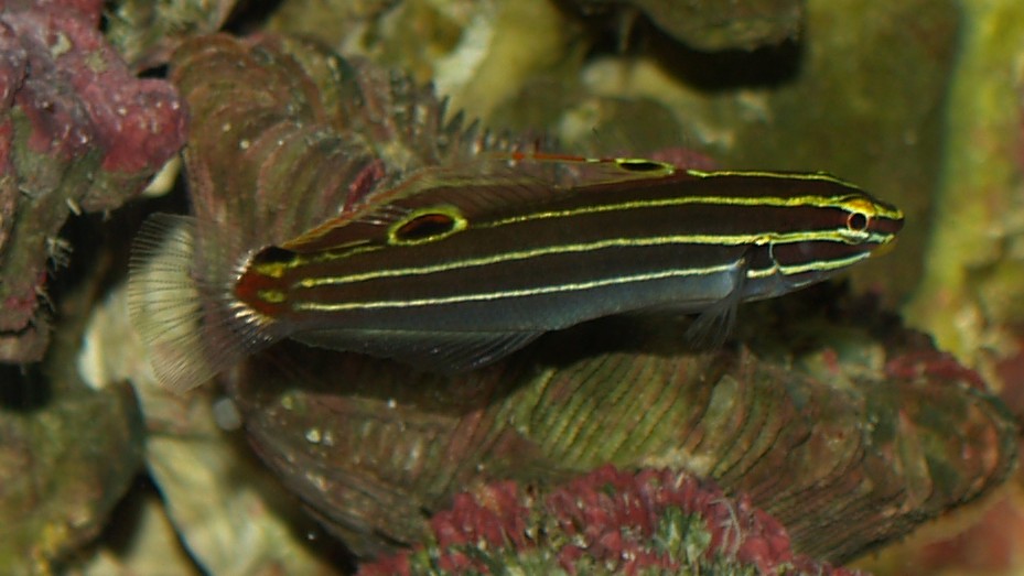 HectorGoby2.jpg