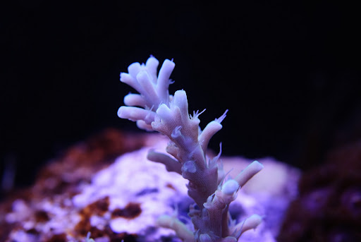 DSC_3118.JPG