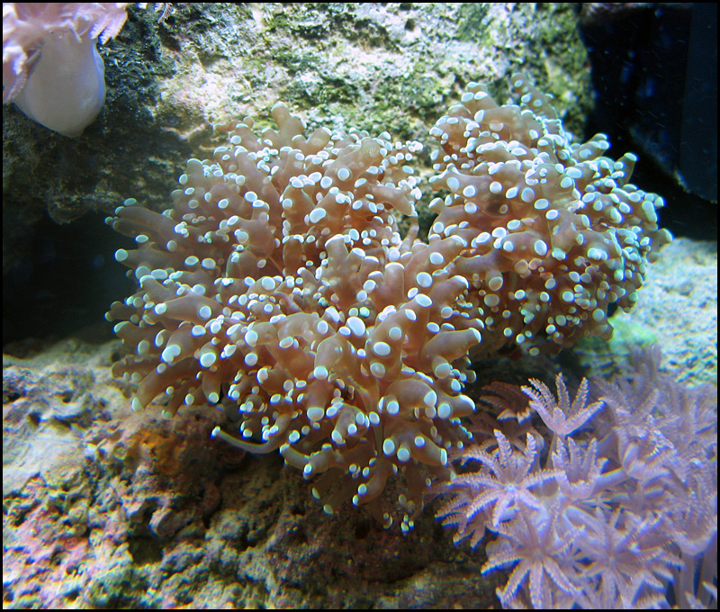 frogspawn.jpg