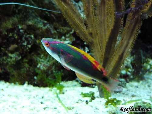Exquisitewithyellowfin2.JPG