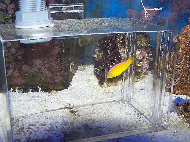 diadema%20dottyback.jpg