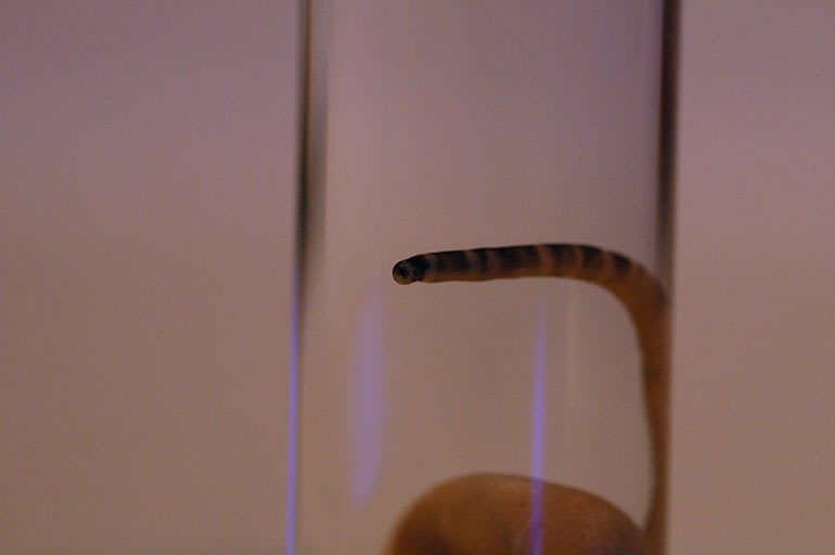 peanut_worm_tip1.jpg