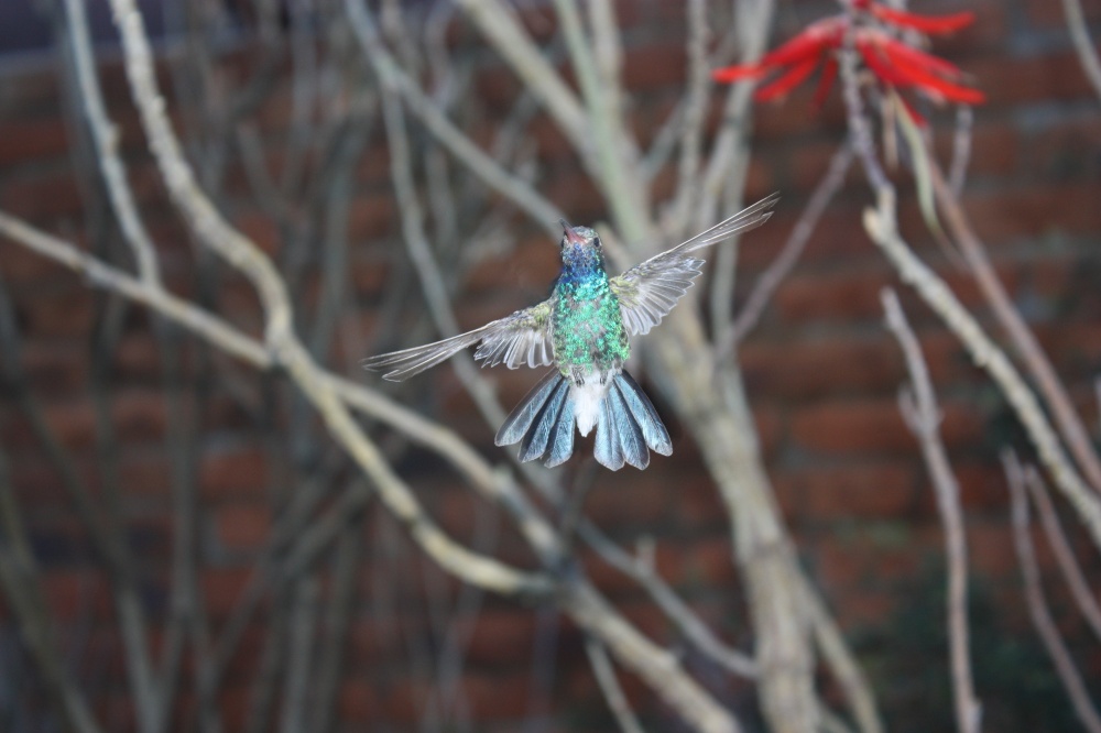 hbird001.jpg