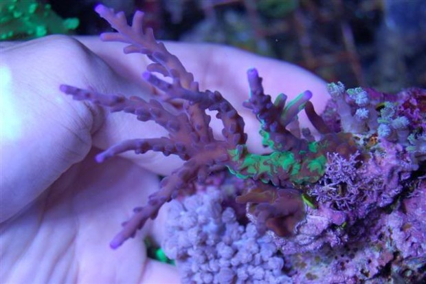 gfp-acropora-simplex-620x413.jpg