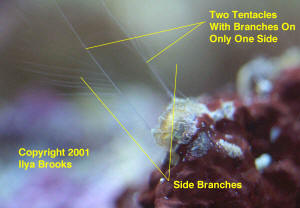 Ctenophore.jpg