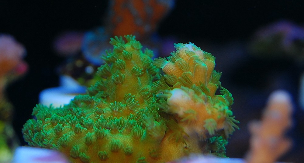 gallery_7670_2430_132059.jpg