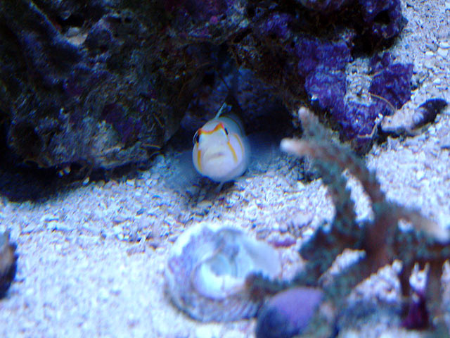mark_goby.jpg