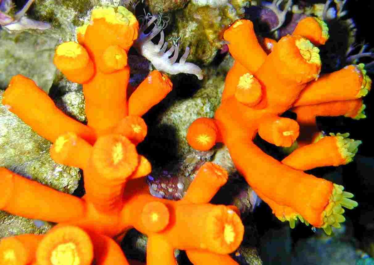 dendrophyllia-arbuscula.jpg