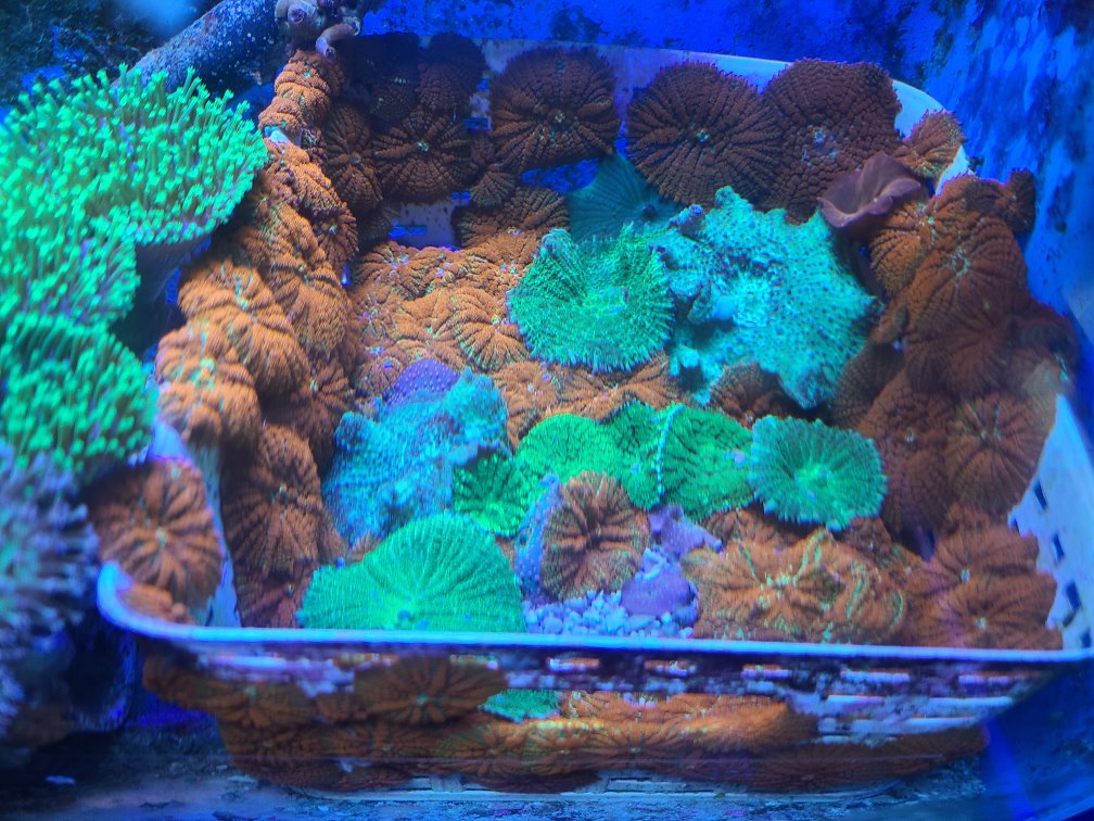 Coral29.jpg