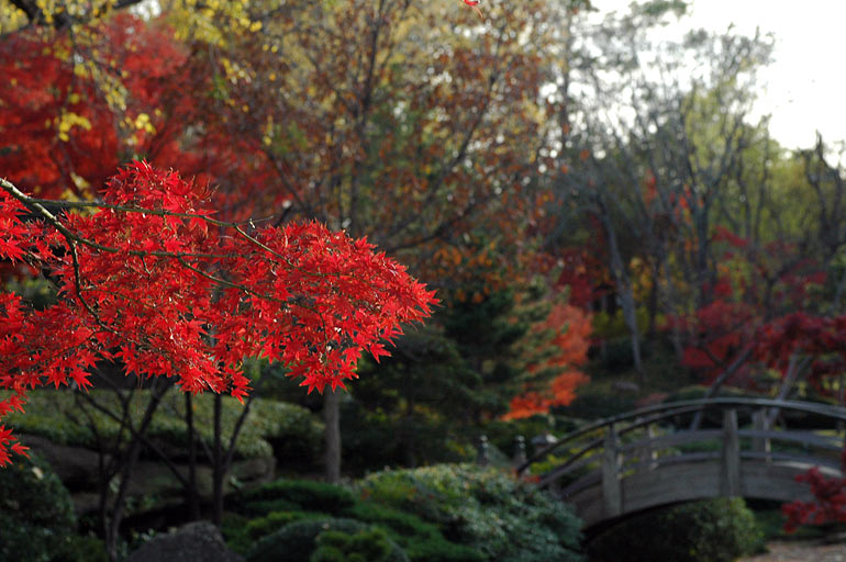 leaves_dof.jpg